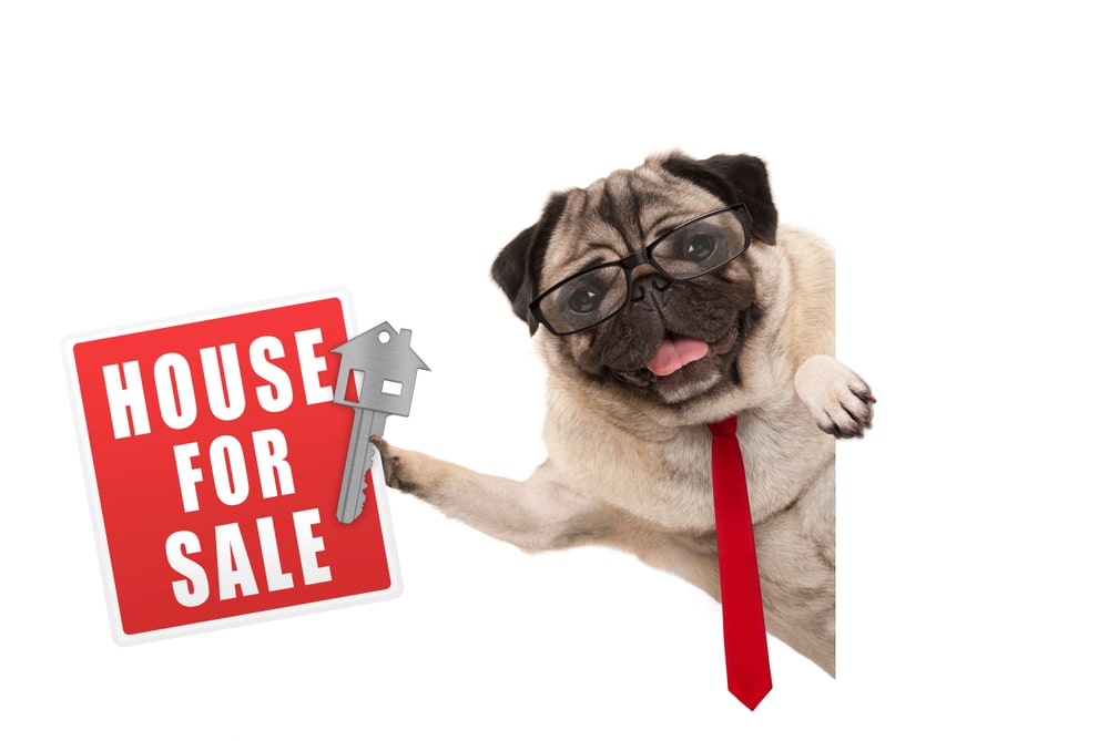 「犬がいる家を売りに出す前の4つの準備」